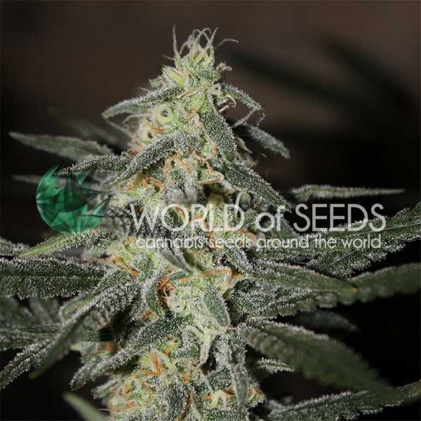 Northern Light x Big Bud Early Harvest - World of Seeds - Seed Banks