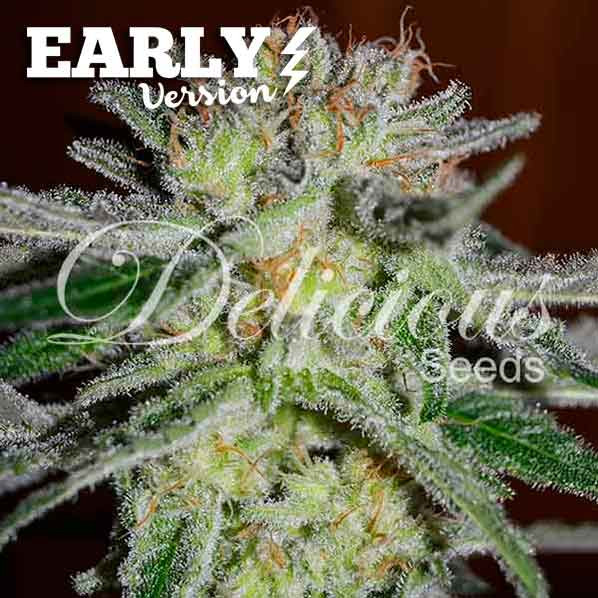 Northern Light Blue Early Version - Delicious Seeds - Seed Banks