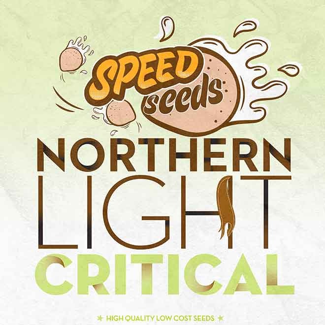 NORTHERN LIGHT X CRITICAL - Speed Seeds - Seed Banks
