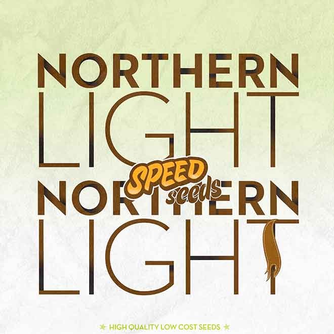 NORTHERN LIGHT X NORTHERN LIGHT - Speed Seeds - Seed Banks