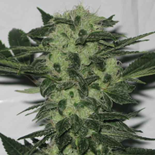 Original Sour Diesel - 6 seeds - The Cali Connection - Seed Banks