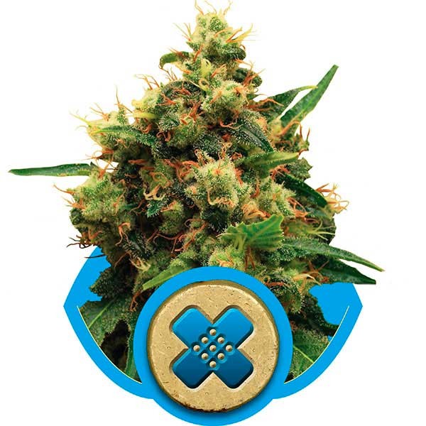 Painkiller XL - Royal Queen Seeds - Seed Banks