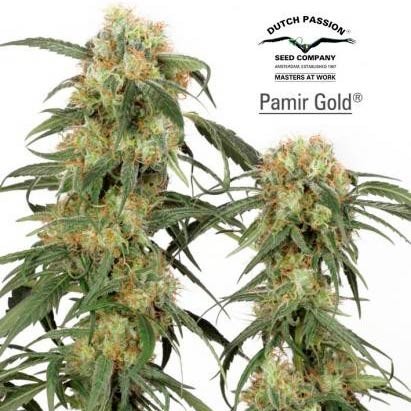 PAMIR GOLD - Dutch Passion - Seed Banks