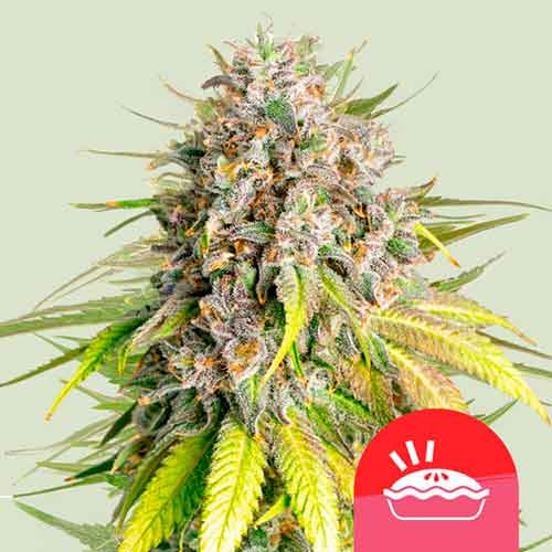 Punch Pie - Royal Queen Seeds - Seed Banks