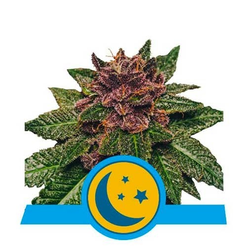 Purplematic CBD - Royal Queen Seeds - Seed Banks