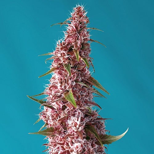 Red Pure Auto CBD - Sweet Seeds - Seed Banks