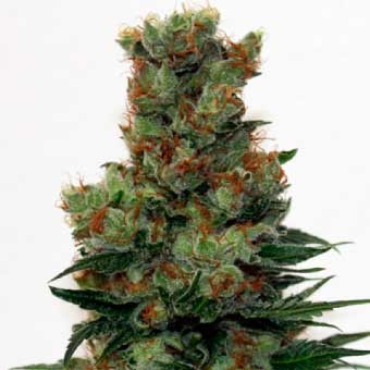 Ripper Badazz - Ripper Seeds - Seed Banks