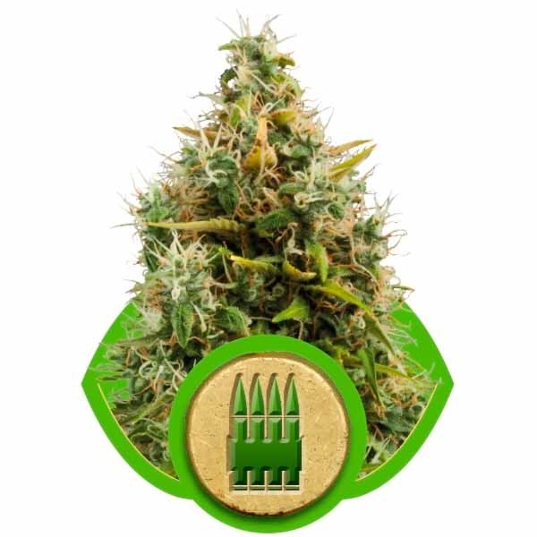 ROYAL AK AUTOMATIC - Royal Queen Seeds - Seed Banks