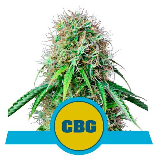 Royal CBG Automatic - Royal Queen Seeds - Seed Banks