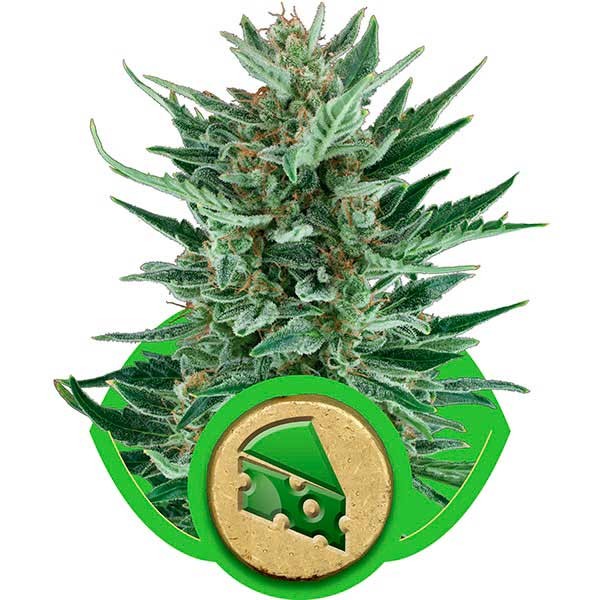 Royal Cheese Automatic - Royal Queen Seeds - Seed Banks