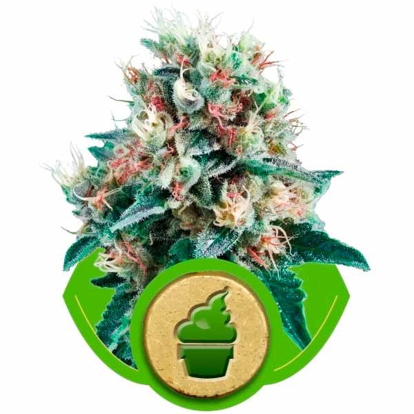 ROYAL CREAMATIC - Royal Queen Seeds - Seed Banks