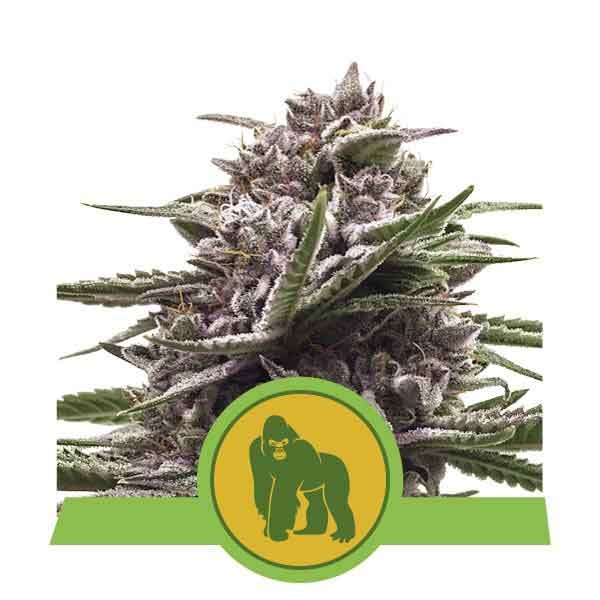 Royal Gorilla Automatic - Royal Queen Seeds - Seed Banks