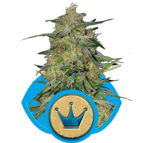 Royal Highness - Royal Queen Seeds - Seed Banks