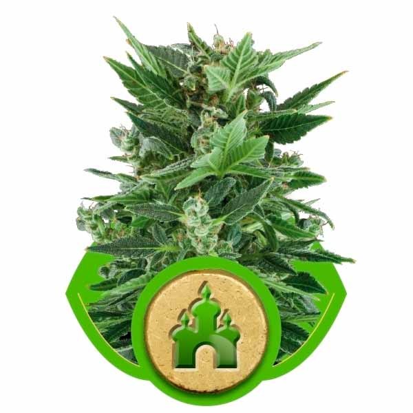 ROYAL KUSH AUTOMATIC - Royal Queen Seeds - Seed Banks