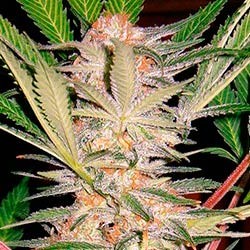 S.A.D. Sweet Afghan Delicious S1 - Sweet Seeds - Seed Banks