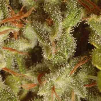 Sativa Champions Pack - Paradise Seeds - Seed Banks