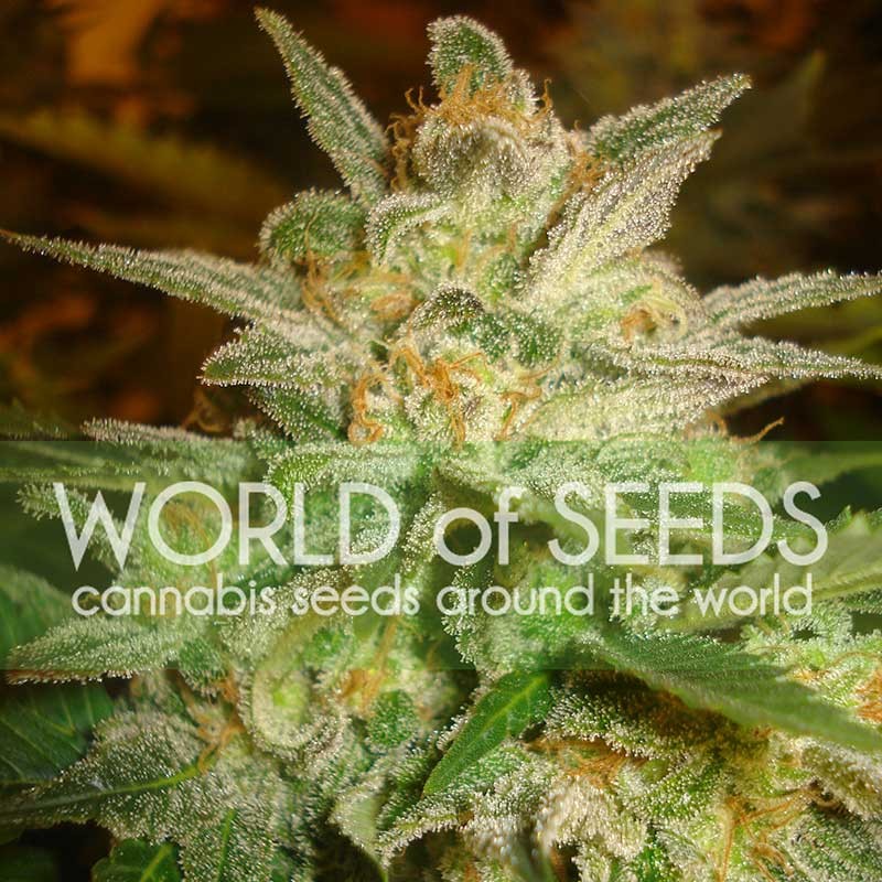 Star 47 - World of Seeds - Seed Banks