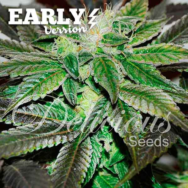 Sugar Candy Early Version - Delicious Seeds - Seed Banks