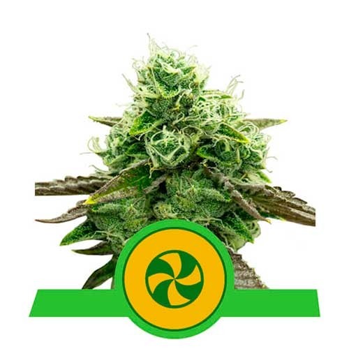 Sweet ZZ Automatic - Royal Queen Seeds - Seed Banks