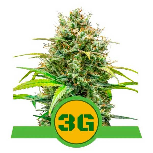 Triple G Auto - Royal Queen Seeds - Seed Banks