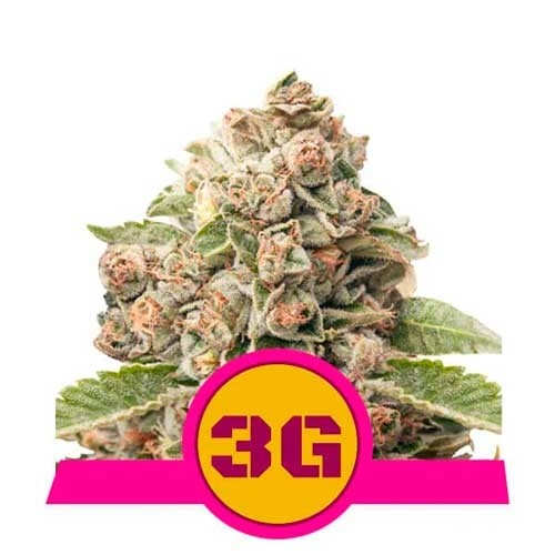 Triple G - Royal Queen Seeds - Seed Banks