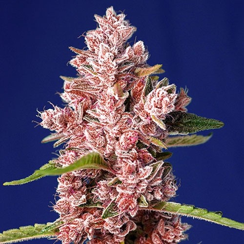 Tropicanna Poison F1 Fast Version - Sweet Seeds - Seed Banks