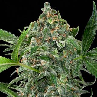 White Cheese Auto - Dinafem - Seed Banks