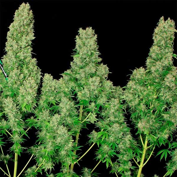 White Russian - Serious Seeds - Seed Banks