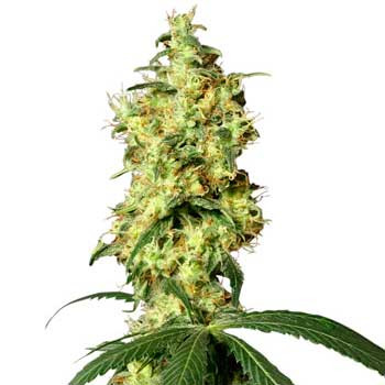 White Widow Automatic - 10 Seeds - Sensi White Label - Seed Banks