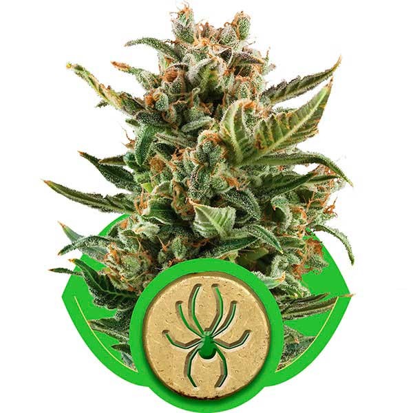 White Widow Automatic - Royal Queen Seeds - Seed Banks