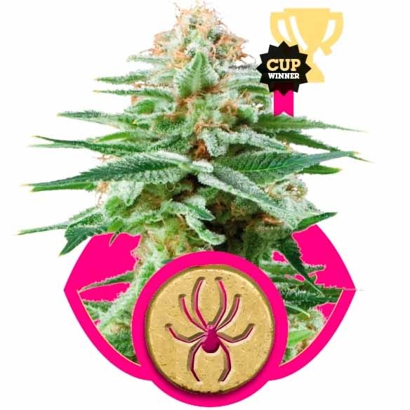 WHITE WIDOW - Royal Queen Seeds - Seed Banks