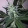 Purchase Swiss Cheese Auto 5 Seeds