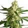 Purchase WHITE DIESEL HAZE AUTOMATIC (WHITE LABEL)
