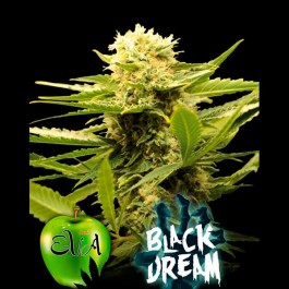 BLACK DREAM - Samsara Seeds - Eva Seeds