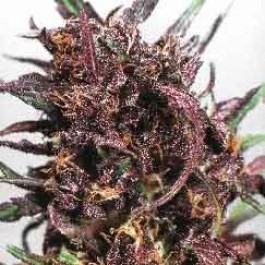 Purple #1 - Samsara Seeds - 