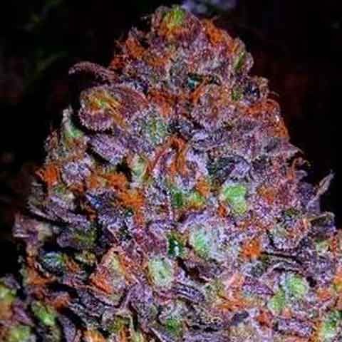 purple haze марихуана