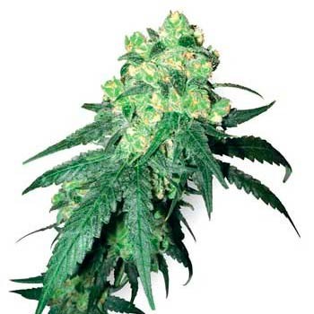 RHINO REGULAR - Samsara Seeds - Root Catalog