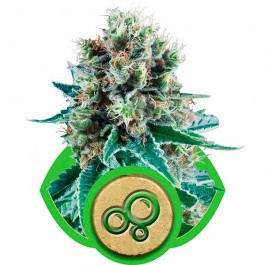 Bubble Kush Automatic - Samsara Seeds - Royal Queen Seeds