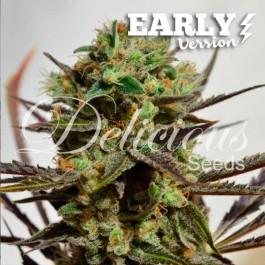 Delicious Candy Early Version - Samsara Seeds - Delicious Seeds