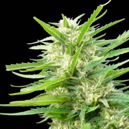 Kritikal Bilbo x AK-47 - Samsara Seeds - Genehtik