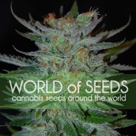 New York 47 - Samsara Seeds - World of Seeds