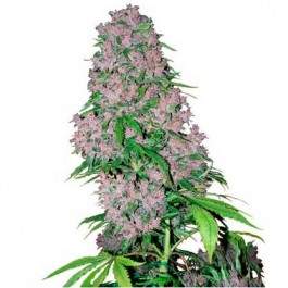 Purple Bud Fem - Samsara Seeds - Sensi White Label