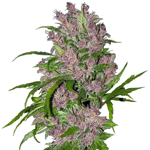 Purple Bud Automatic Samsara Seeds Root Catalog
