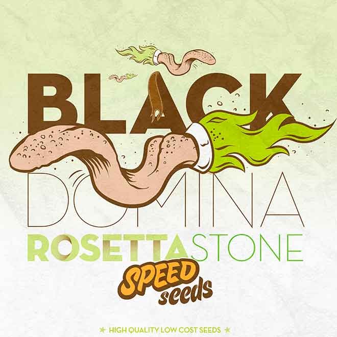 BLACK DOMINA X ROSETTA STONE - Speed Seeds - Seed Banks