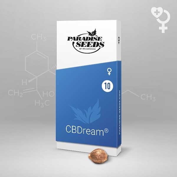 CBDream - Paradise Seeds - Seed Banks