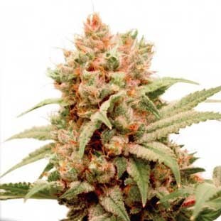 CBG-Force - Dutch Passion - Seed Banks