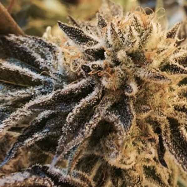 Corleone Kush - 6 seeds - The Cali Connection - Seed Banks