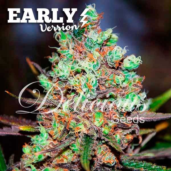 COTTON CANDY KUSH EARLY VERSION - Delicious Seeds - Seed Banks
