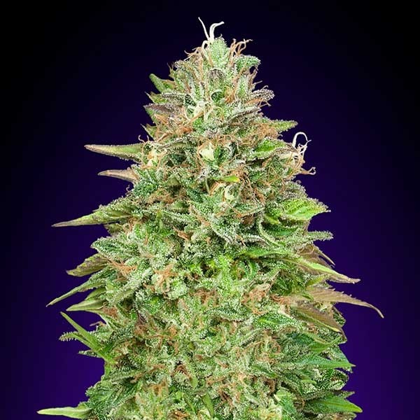 Critical Poison Fast - 5 seeds - 00 Seeds - Seed Banks