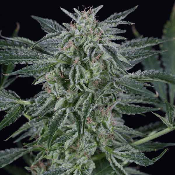 CRITICAL JACK AUTO - Silent Seeds - Seed Banks